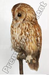 Whole Body Owl